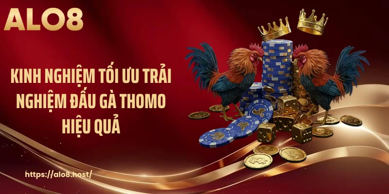 Kinh nghiệm tối ưu trải nghiệm đấu gà thomo hiệu quả